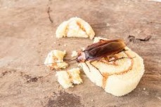 ASAP Pest Solutions, Inc. 