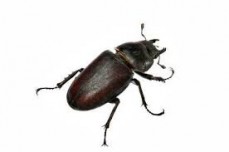 Liberty Critter Catchers commercial pest control Service