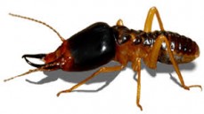Price Termite & Pest Control