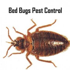All Bee Bee Removal