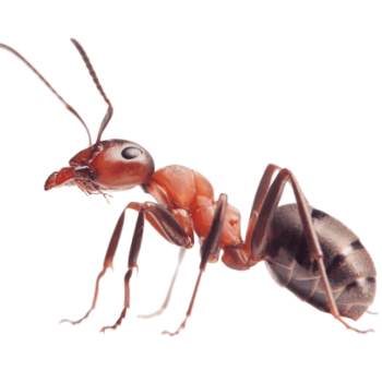 Ehrlich Pest Control