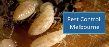 Master pest control best termite Service