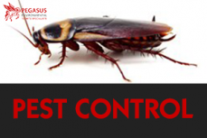 Timber secure termite insurance 