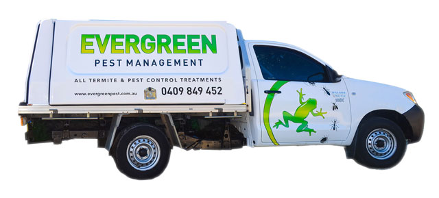 Evergreen pest management