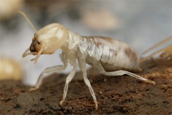 Master kill specialist pest control