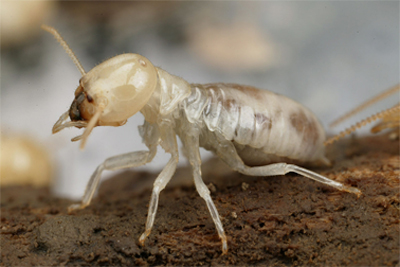 Master kill specialist pest control