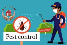 Pelican for pest control cockroach pest control Service