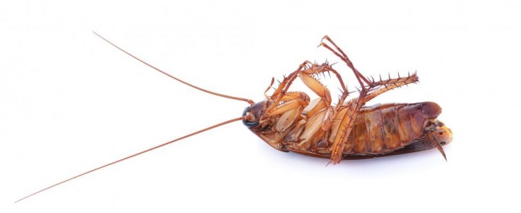 Aussie professional  cockroach pest control Service