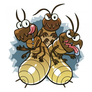 Bundilla pest control professional pest control