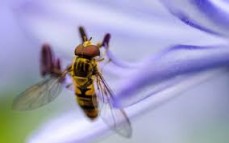 Ryans pest control & outdoor pest control Service