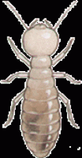 Fumapest termite & pest control
