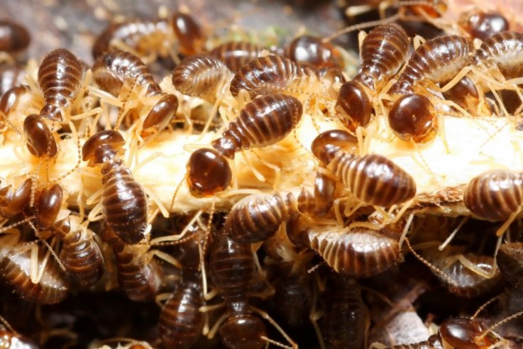 Jim's termite & pest control