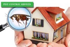 Scorpion pest management pty ltd
