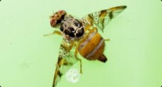Top End pest control