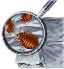 RID pest control