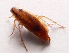 Natraspray pest control