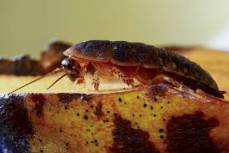 Launceston Pest Control
