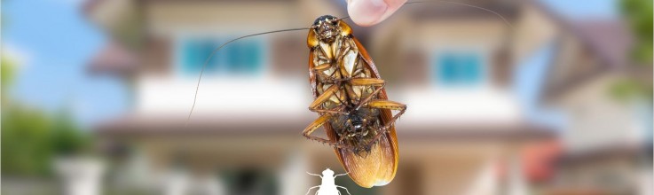 Mackey pest control