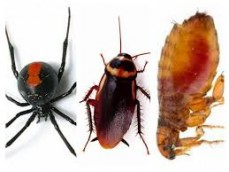 Amalgamated pest control
