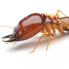 Proclean Property Maintenance