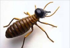 DIAL A CARPET CLEANER