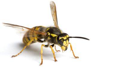 MACKAY PEST CONTROL