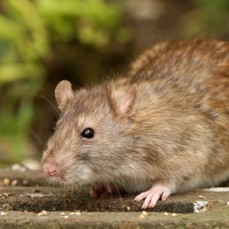 ADM pest solutions