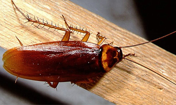 Tassie pest company