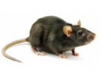m&m pest management putting pest to rest