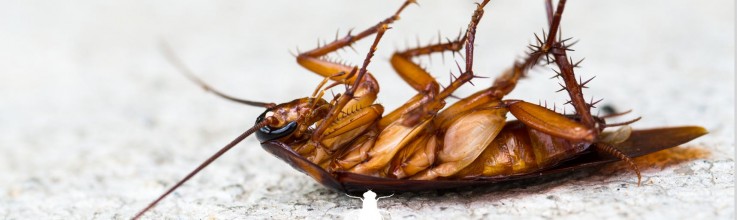 Mackay pest control 