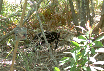 Reef Catchments pest control