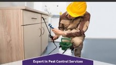 Budget guys pest control service