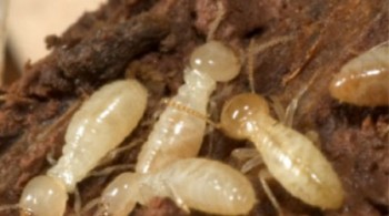 Granitgard termite management system