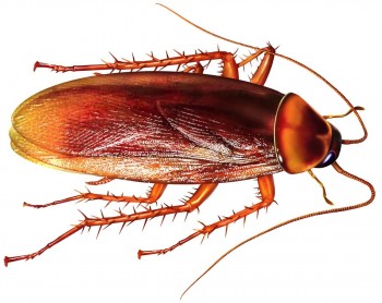 Dandenong pest control 