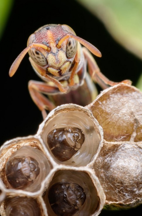 Mega Pest Management