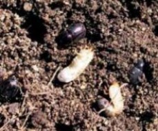 Sunnyside instant town