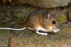 Bathurst pest control