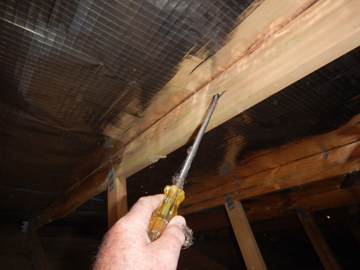 Australian termite solutions