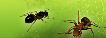 Advantage Pest Control