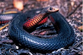 Illawarra snake cather