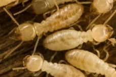 Rebel pest professionals