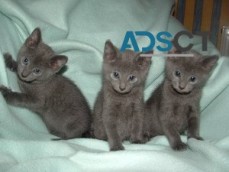 Lovely Russian Blue Kittens for sale