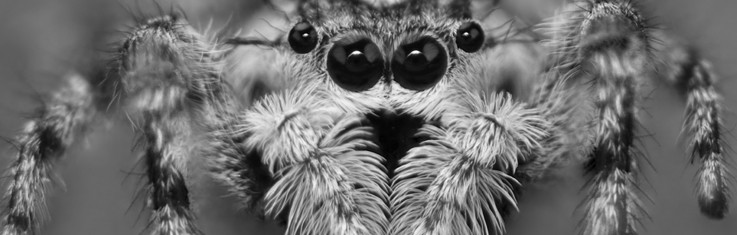 Advanced pest control