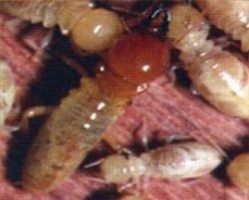 Pest Control Mudgee - Mudgee Pest Service