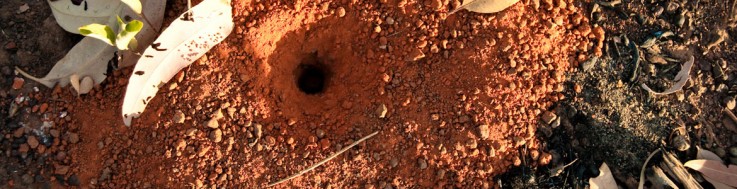 Pest solutions termite specialists