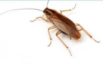 impact pest control