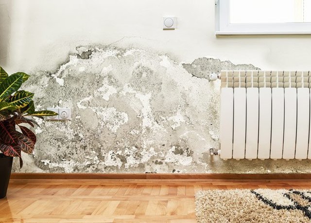 AAA combat pest management pty ltd