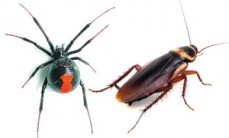 Big red cleaning and pest