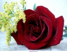 Holly Hill Graphics business card printing