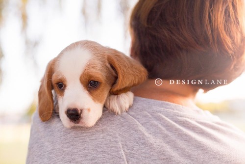 Designlane business card printing